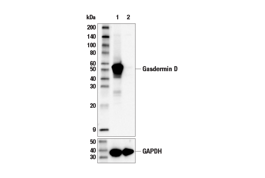 undefined Image 10: Gasdermin Family Antibody Sampler Kit