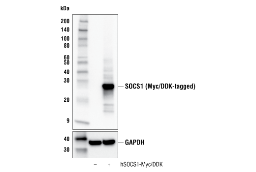 Western Blotting Image 3: SOCS1 (E3Q4M) Rabbit Monoclonal Antibody