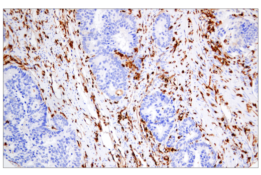 Immunohistochemistry Image 3: MHC Class II (LGII-612.14) Mouse Monoclonal Antibody (BSA and Azide Free)