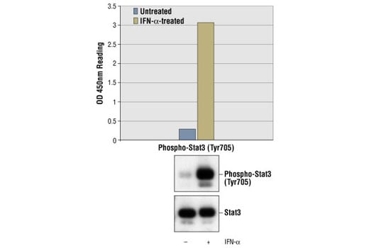 ELISA Image 1: PathScan<sup>®</sup> Phospho-Stat3 (Tyr705) Sandwich ELISA Kit