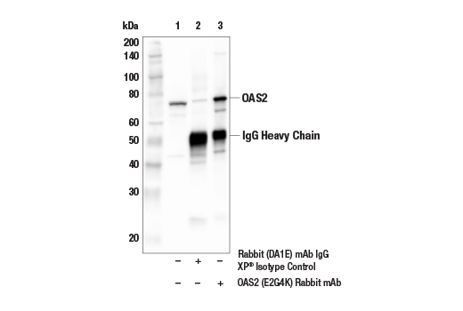 Immunoprecipitation Image 1: OAS2 (E2G4K) Rabbit Monoclonal Antibody