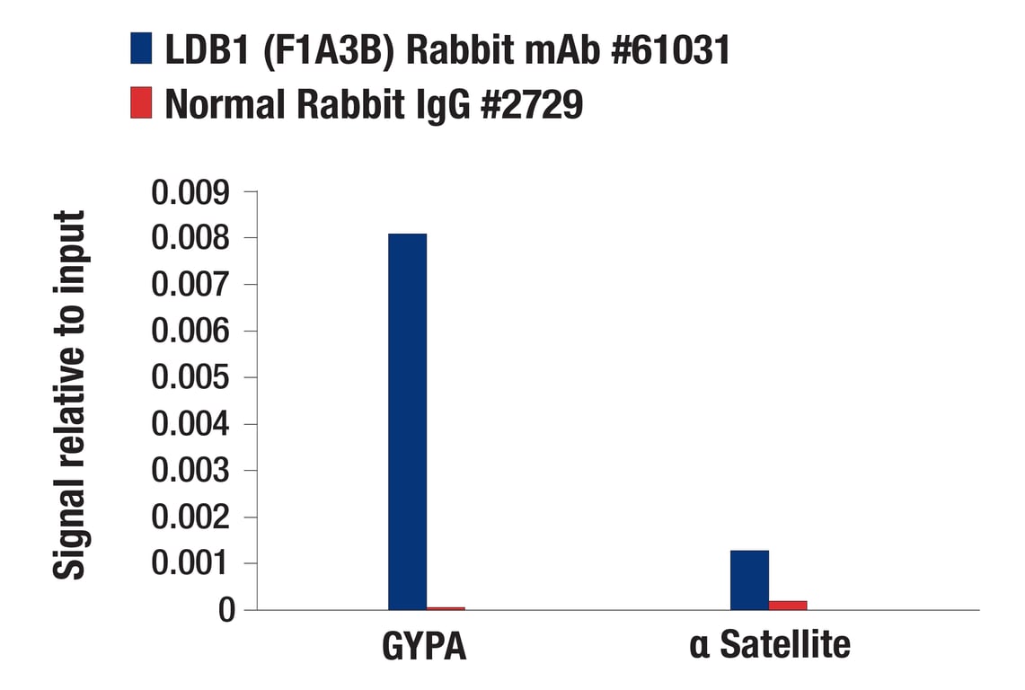 Chromatin Immunoprecipitation Image 1: LDB1 (F1A3B) Rabbit Monoclonal Antibody