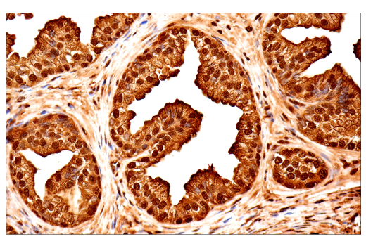 Immunohistochemistry Image 6: Ubiquitin (E6K4Y) Rabbit Monoclonal Antibody