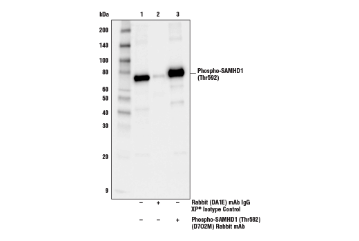 undefined Image 26: Host Cell Viral Restriction Factor Antibody Sampler Kit