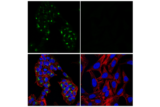 Immunofluorescence Image 1: ITM2A (E7G8A) Rabbit Monoclonal Antibody (BSA and Azide Free)