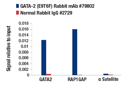 Chromatin Immunoprecipitation Image 1: GATA-2 (E9T6F) Rabbit Monoclonal Antibody