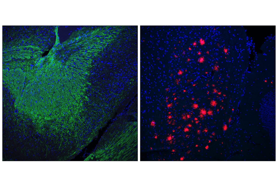 Immunofluorescence Image 2: PLP1 (E9V1N) Rabbit Monoclonal Antibody