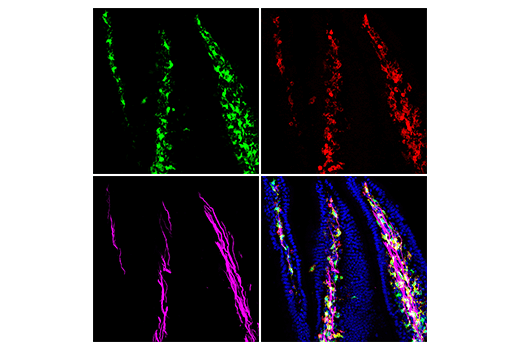 Immunofluorescence Image 4: TIPE2 (E5Q2S) Rabbit Monoclonal Antibody