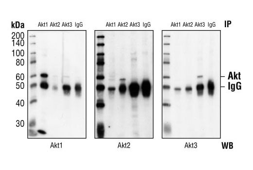 Immunoprecipitation Image 1: Akt3 Antibody