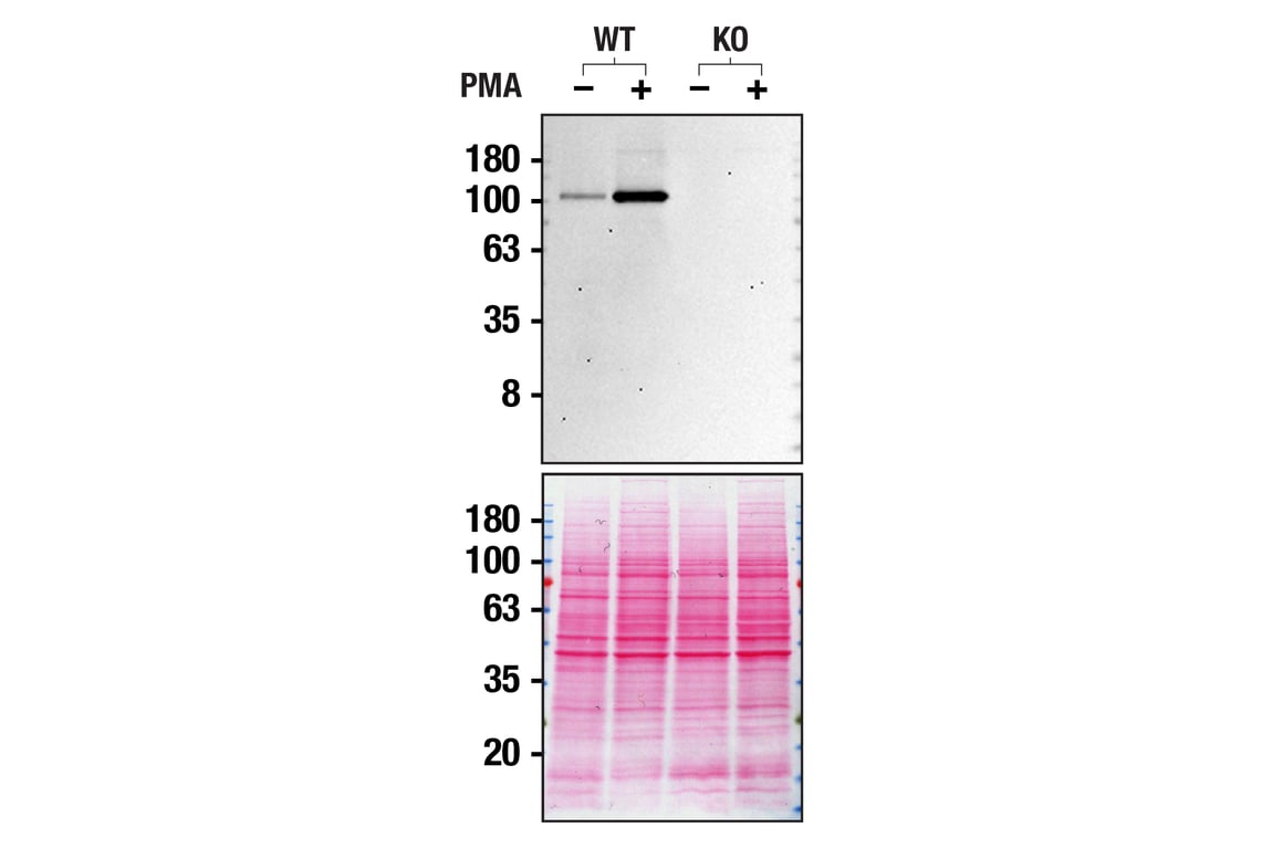 undefined Image 9: Mouse Reactive Inflammasome Antibody Sampler Kit