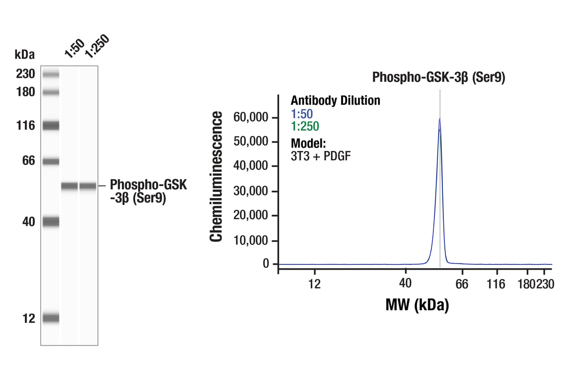 Western Blotting Image 1: Phospho-GSK-3 beta (Ser9) (D85E12) Rabbit Monoclonal Antibody