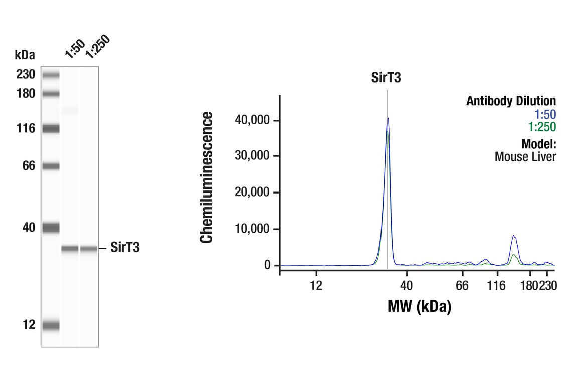 undefined Image 18: Sirtuin Antibody Sampler Kit