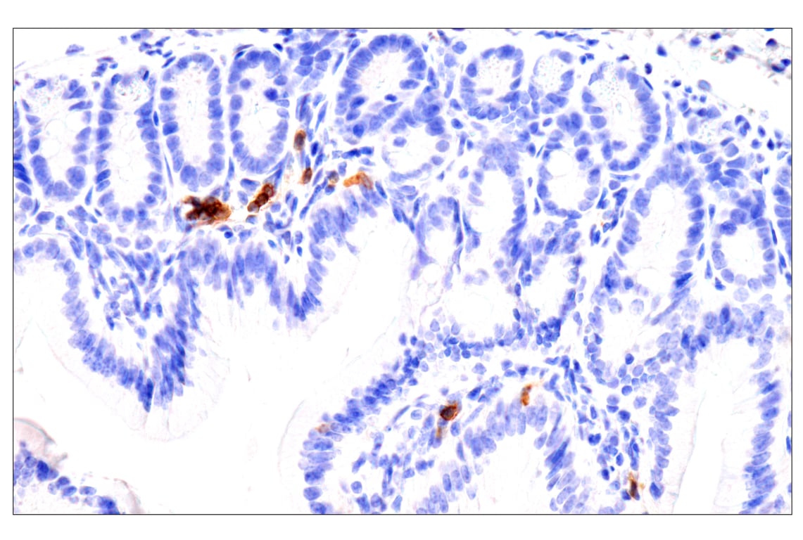 Immunohistochemistry Image 6: CD62L/L-Selectin (E7L2M) Rabbit Monoclonal Antibody (BSA and Azide Free)