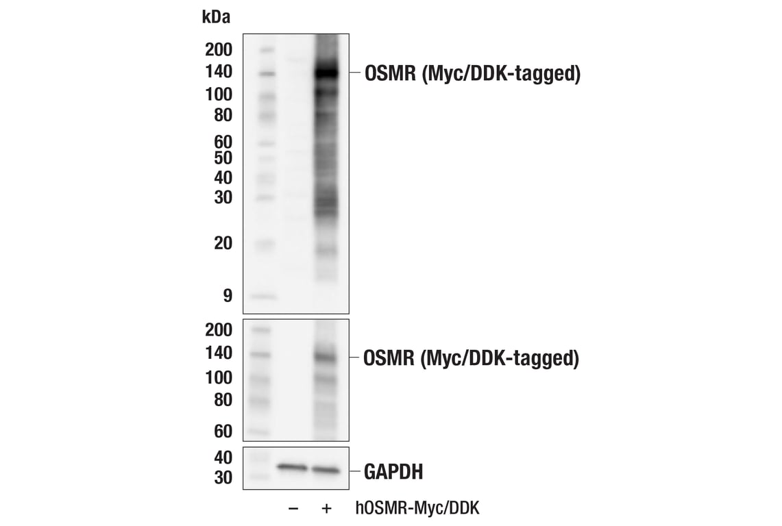 Western Blotting Image 3: OSMR (F9Q2W) Rabbit Monoclonal Antibody