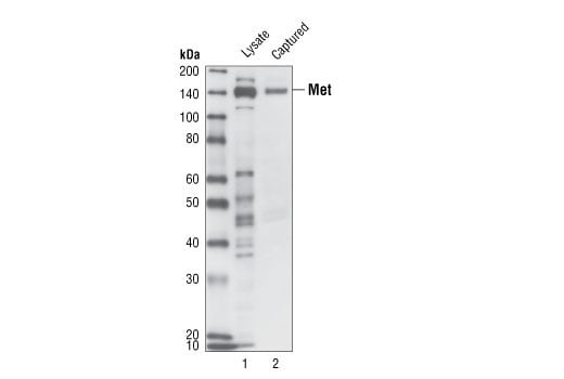 ELISA Image 3: PathScan<sup>®</sup> Total Met Sandwich ELISA Kit
