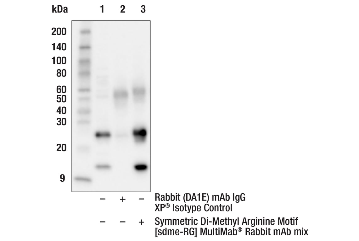 Immunoprecipitation Image 1: Symmetric Di-Methyl Arginine Motif [sdme-RG] MultiMab<sup>®</sup> Rabbit Monoclonal Antibody mix