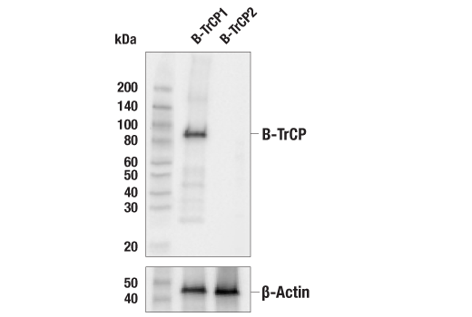 Western Blotting Image 2: beta-TrCP (D12C8) Rabbit Monoclonal Antibody