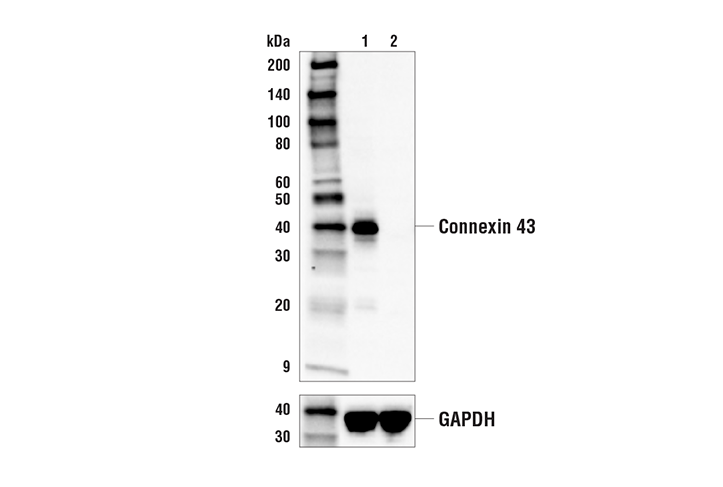 Western Blotting Image 2: Connexin 43 (E7N2R) XP<sup>®</sup> Rabbit mAb (BSA and Azide Free)