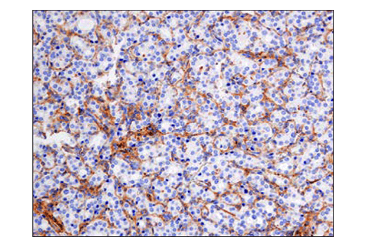 Immunohistochemistry Image 1: SIRP alpha/SHPS1 (D6I3M) Rabbit Monoclonal Antibody (BSA and Azide Free)