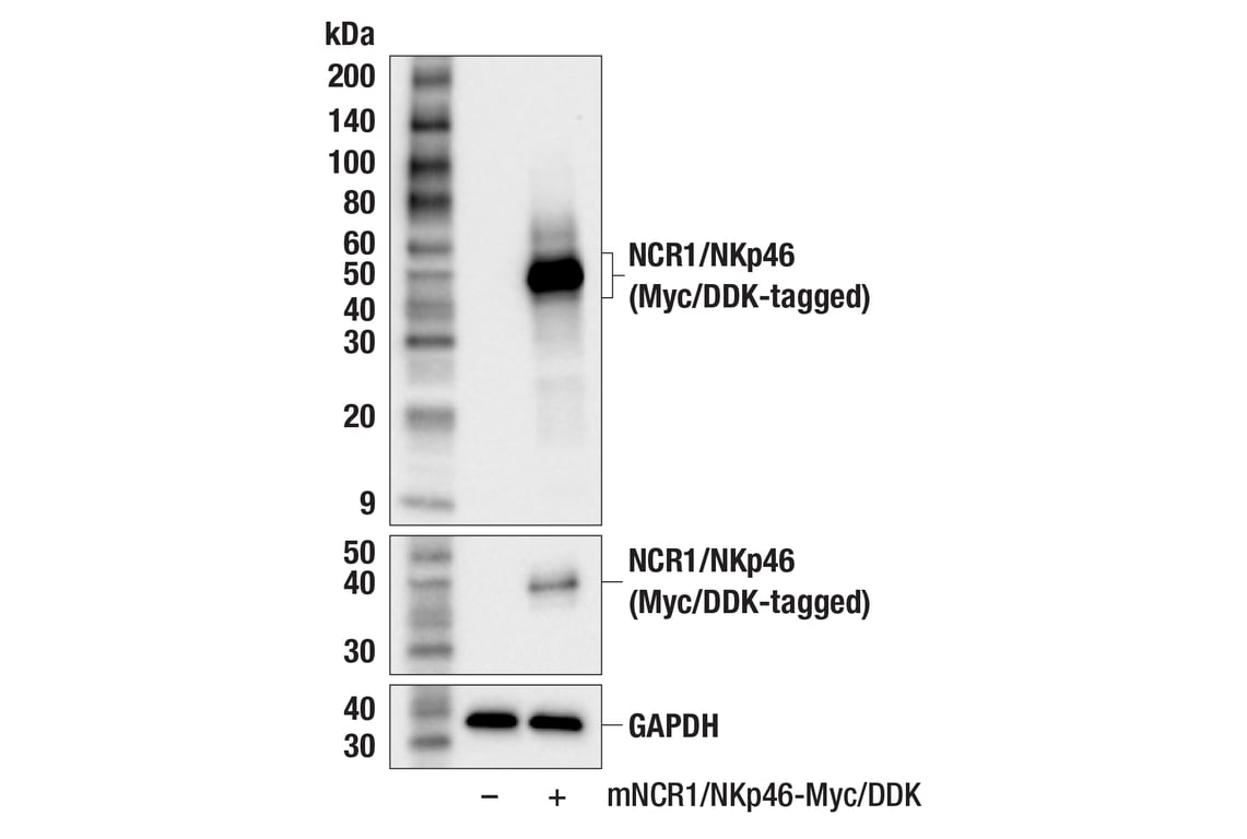 Western Blotting Image 2: NCR1/NKp46 (F8M2L) Rabbit Monoclonal Antibody