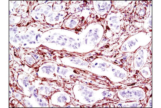 Immunohistochemistry Image 2: MARCKS (D88D11) Rabbit Monoclonal Antibody (BSA and Azide Free)