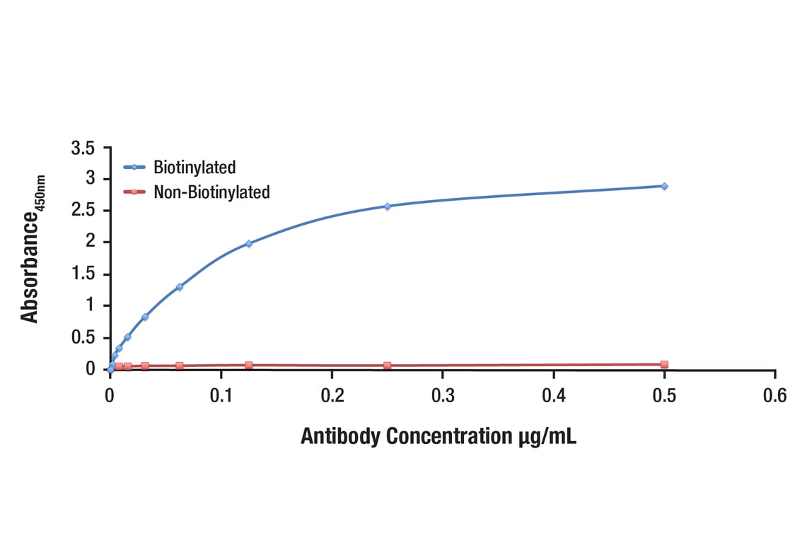 E Image 1: Akt1 (C73H10) Rabbit Monoclonal Antibody (Biotinylated)