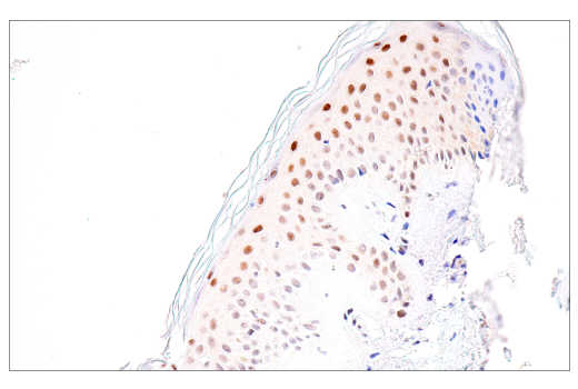 Immunohistochemistry Image 7: NSUN2 (E9Y5E) Rabbit Monoclonal Antibody