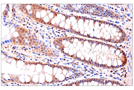 Immunohistochemistry Image 2: SOD1 (E4G1H) Rabbit Monoclonal Antibody