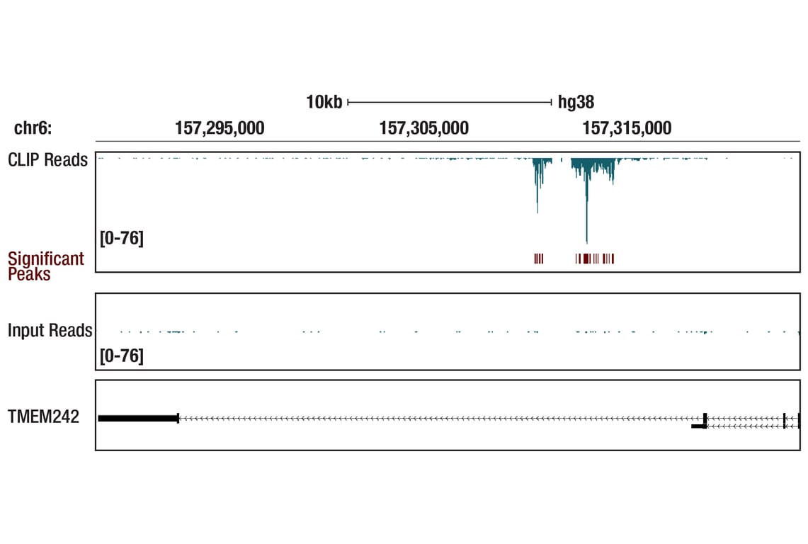 eCLIP Image 1: TFAM (D5C8) Rabbit Monoclonal Antibody
