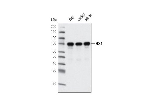 Western Blotting Image 1: HS1 (D83A8) XP<sup>®</sup> Rabbit mAb