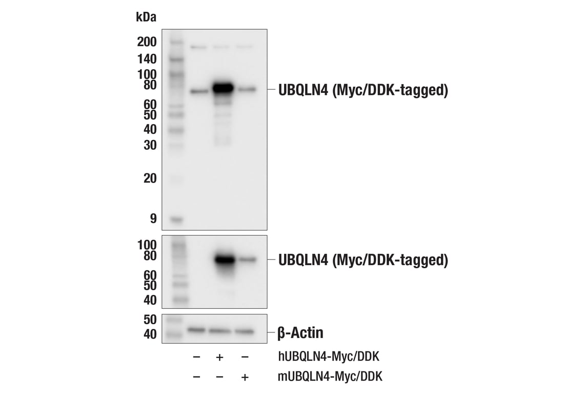 Western Blotting Image 3: UBQLN4 (E7N4Q) Rabbit Monoclonal Antibody