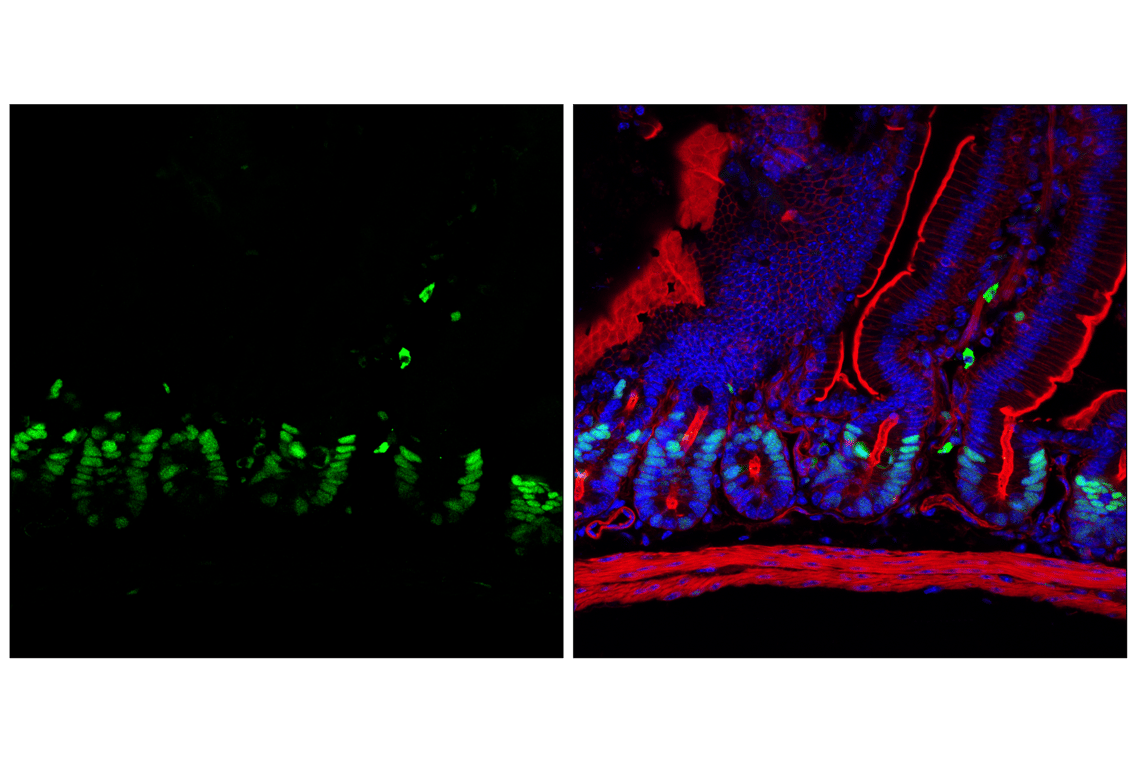 undefined Image 30: Rb Antibody Sampler Kit
