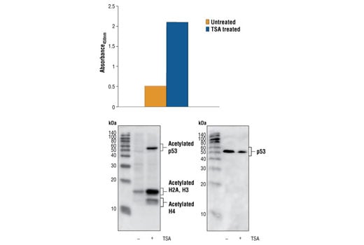 ELISA Image 1: PathScan<sup>®</sup> Acetylated p53 Sandwich ELISA Kit