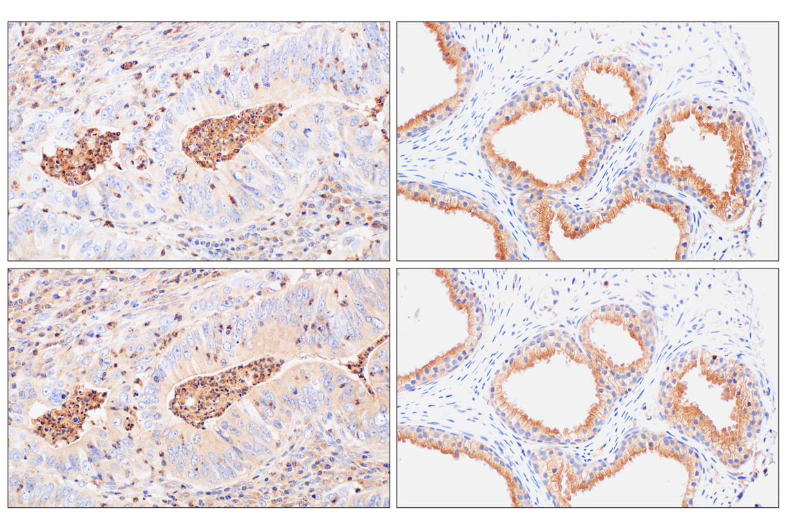 Immunohistochemistry Image 9: RhoA (67B9) Rabbit Monoclonal Antibody