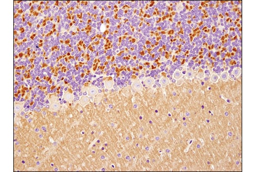 Immunohistochemistry Image 1: Spinophilin (E1E7R) Rabbit Monoclonal Antibody