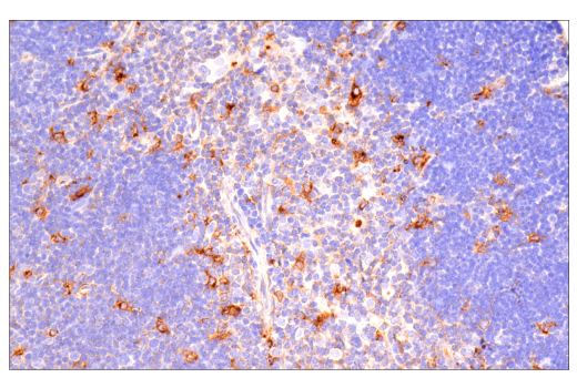 Immunohistochemistry Image 5: ApoE (E7X2A) Rabbit Monoclonal Antibody