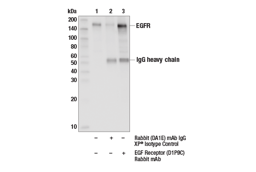 Immunoprecipitation Image 1: EGF Receptor (D1P9C) Rabbit Monoclonal Antibody