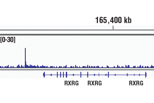 Chromatin Immunoprecipitation Image 1: RUNX2 (D1L7F) Rabbit Monoclonal Antibody