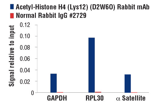 Chromatin Immunoprecipitation Image 1: Acetyl-Histone H4 (Lys12) (D2W6O) Rabbit Monoclonal Antibody