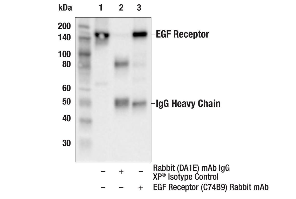 Immunoprecipitation Image 1: EGF Receptor (C74B9) Rabbit Monoclonal Antibody