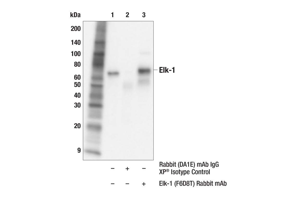 Immunoprecipitation Image 1: Elk-1 (F6D8T) Rabbit Monoclonal Antibody