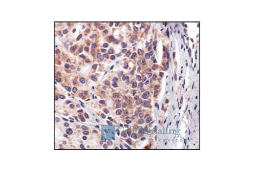 Immunohistochemistry Image 2: Cytochrome c Antibody