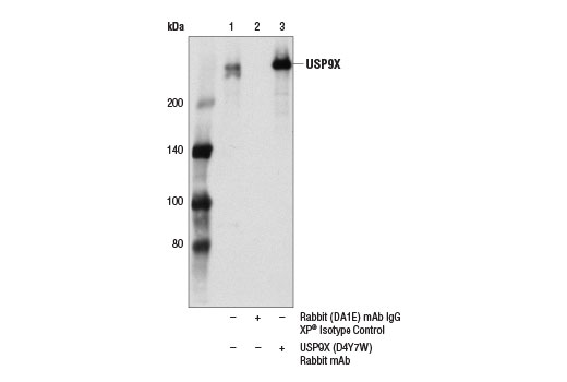 Immunoprecipitation Image 1: USP9X (D4Y7W) Rabbit Monoclonal Antibody
