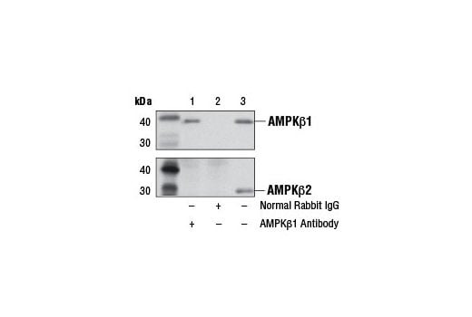 Immunoprecipitation Image 1: AMPK beta1 Antibody