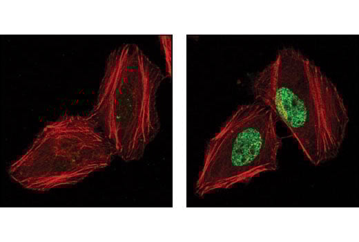 Immunofluorescence Image 1: Phospho-Histone H2A.X (Ser139) (20E3) Rabbit Monoclonal Antibody (BSA and Azide Free)