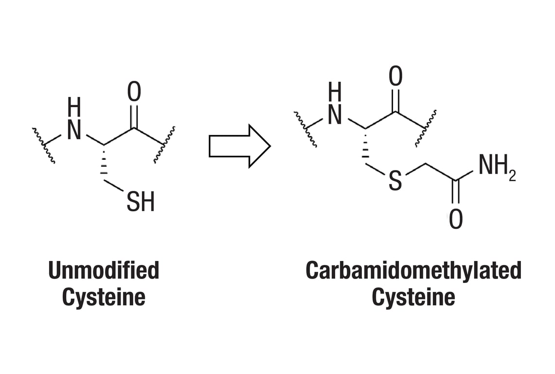 Western Blotting Image 2: Carbamidomethyl Cysteine (F3T7J) Rabbit Monoclonal Antibody