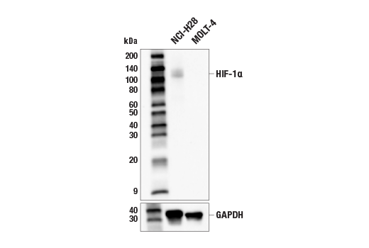 Western Blotting Image 4: HIF-1 alpha (E1V6A) Rabbit Monoclonal Antibody (BSA and Azide Free)