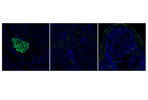 Immunofluorescence Image 3: MOG (D5B4C) Rabbit Monoclonal Antibody