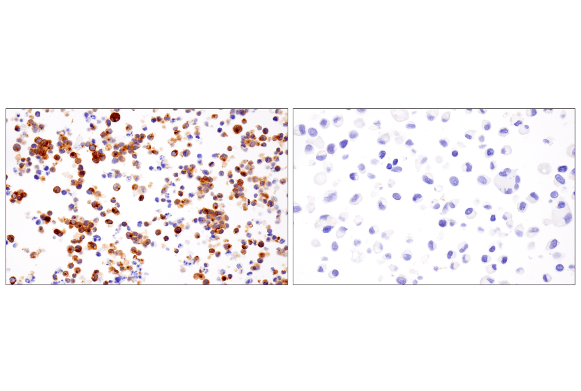 Immunohistochemistry Image 6: VGLUT2 (F1T6V) Rabbit Monoclonal Antibody
