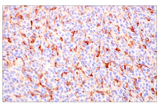 Immunohistochemistry Image 2: FcRn (E4D5I) Rabbit Monoclonal Antibody